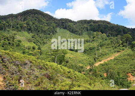 Bereich abgeholzt für Gummi Gewindebohren, Zentralkalimantan, indonesische Borneo. Juni 2010. Stockfoto