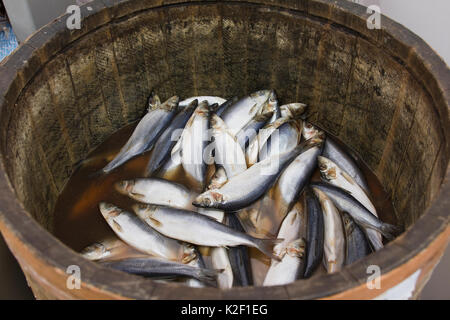 Hering in einem holzschaft - Meer Fisch Stockfoto