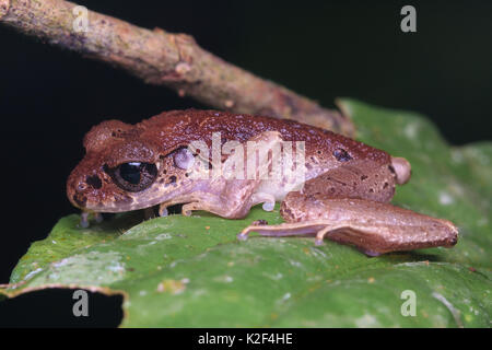 Malte schmale Wurf Frosch (Leptolalax pictus) Stockfoto