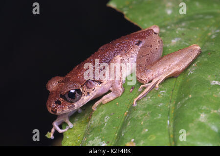 Malte schmale Wurf Frosch (Leptolalax pictus) Stockfoto