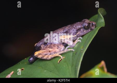 Malte schmale Wurf Frosch (Leptolalax pictus) Stockfoto