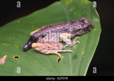 Malte schmale Wurf Frosch (Leptolalax pictus) Stockfoto