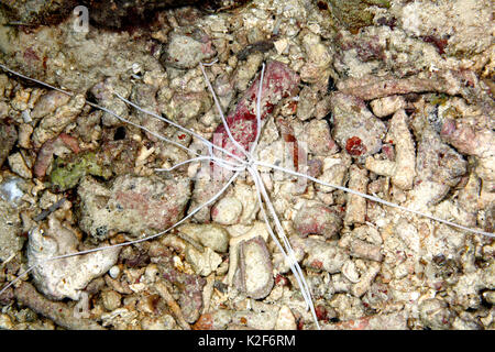 Weiße Fütterung Tentakel einer Medusa Spaghetti Wurm, Loimia medusa oder Eupolymnia crassicornis. Uepi, Stockfoto