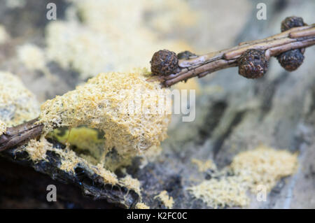 Ceratiomyxa fruticulosa Myxomyceten in einem Moos auf einem Baumstumpf Stockfoto