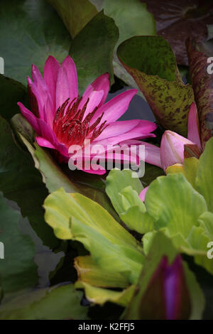 Eine schöne rosa Seerose auf der Wasseroberfläche eines Teiches unter den grünen Lily Pads bei gedämpftem tageslicht, vertikaler, single, nachdenklich. Stockfoto
