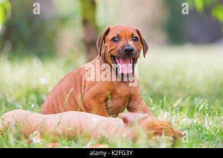 Zwei süße Rhodesian Ridgeback Welpen sind Toben im Freien Stockfoto