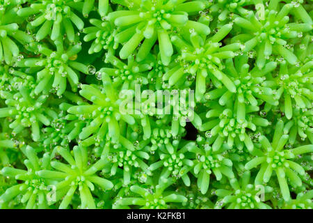 Textur Hintergrund der Sedum pflanzen Spanisch in Tropfen Tau. close-up, selektiver Fokus, Makro Foto Stockfoto