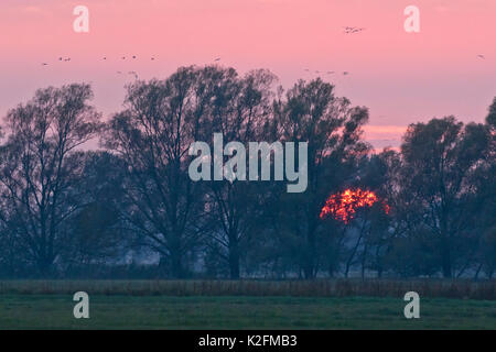 Kranichen (Grus Grus) in der Nähe von Linum, Deutschland Stockfoto