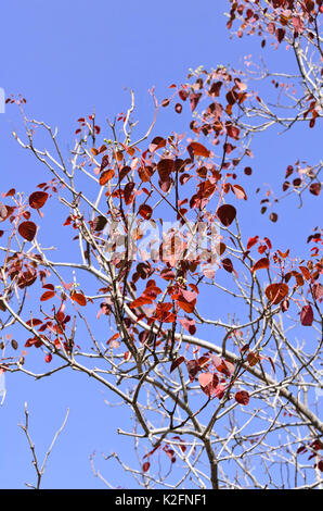 Karibik Kupfer Anlage (euphorbia cotinifolia) Stockfoto