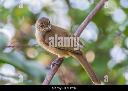 Streak-Eared Bulbul (Pycnonotus blanfordi) Barsch auf dem Baum. Stockfoto