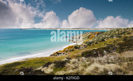 Türkisfarbenes Wasser und weiße Sandstrände von Falkland Inseln Küste. Gypsy Cove, East Falkland Insel. Stockfoto