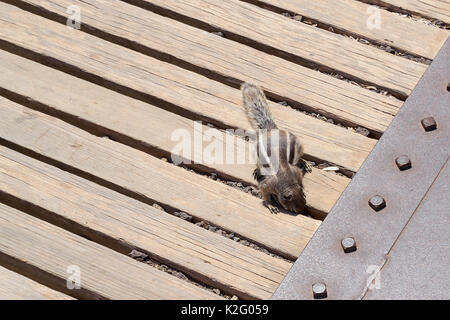 Eichhörnchen auf der Suche nach Nahrung unter den Brettern Stockfoto