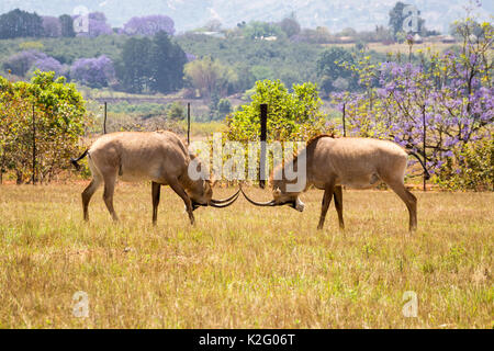 Zwei Roan Antilopen kämpfen miteinander, Swasiland, Afrika Stockfoto