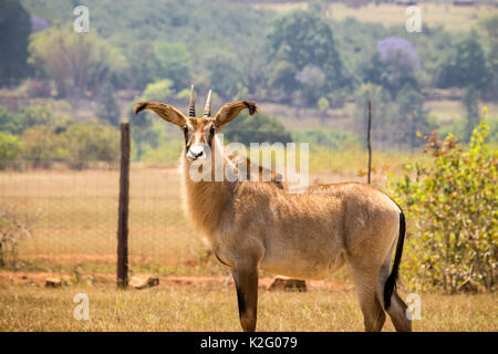 Roan Antilopen im eingezäunten Bereich, Swasiland, Afrika Stockfoto