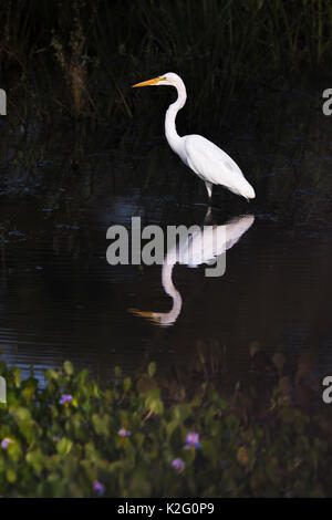 Ein snowy egret dargestellt, in der Nähe von Porto Jofre. Mato Grosso do Sul, Brasilien. Stockfoto