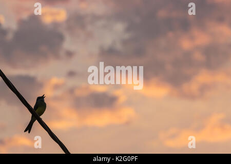 Ein kleiner Vogel singen in der Dämmerung entlang der Transpantaneira, nicht weit entfernt von Porto Jofre. Mato Grosso do Sul, Brasilien. Stockfoto