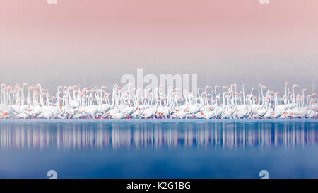 Flamingos im Lake Bogoria, Kenia, Afrika. Stockfoto