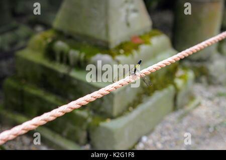 Dragon Fly ruht auf einem Seil. Stockfoto