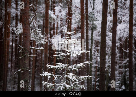 Eine schöne Winterlandschaft in den nordischen Europa, in Grau, Bewölkter Tag Stockfoto