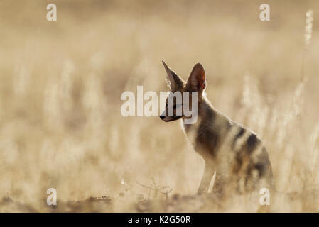 Cape Fox (Vulpes chama). Am Morgen am Graben. Kalahari Wüste, Kgalagadi Transfrontier Park, Südafrika. Stockfoto