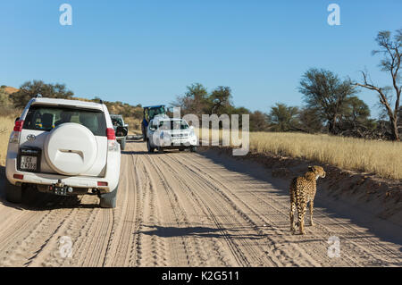 Gepard (Acinonyx jubatus) Frauen auf der Straße von Touristen Fahrzeuge umgeben. Kalahari Wüste, Kgalagadi Transfrontier Park, Südafrika. Stockfoto