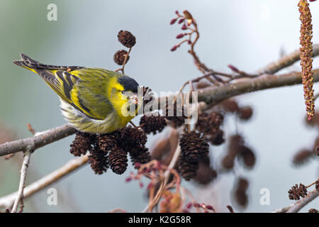 Eurasian Siskin (Carduewlis spinus), männlich Fütterung auf Samen der Erle Stockfoto