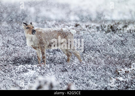 Rentiere (Rangifer tarandus) Weiblich, Kuh im Schneegestöber Stockfoto