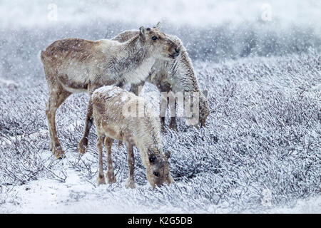 Rentiere (Rangifer tarandus), weiblich, zwei Kühe und Kälber des Vorjahres im Schneetreiben, Fütterung Stockfoto