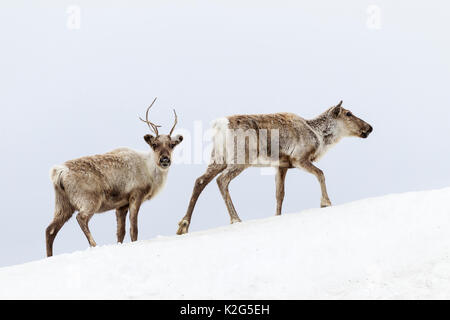 Rentiere (Rangifer tarandus), zwei Weibchen in snowdrift Stockfoto