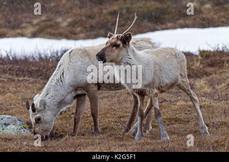 Rentiere (Rangifer tarandus), weiblich, Kuh und Kalb des Vorjahres in snowdrift Stockfoto