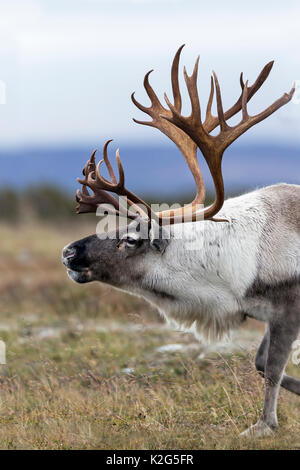 Rentiere (Rangifer tarandus), Männlich in der Furche Stockfoto