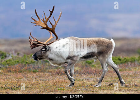 Rentiere (Rangifer tarandus), Männlich in der Furche Stockfoto