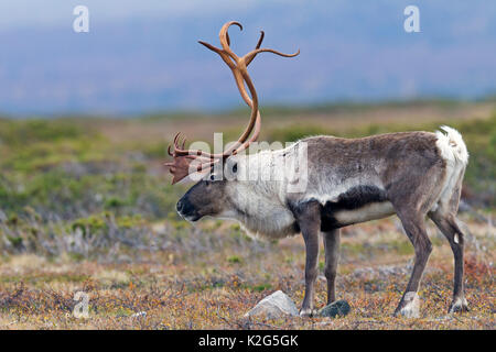 Rentier (Rangifer tarandus). Mann, der in der Tundra steht. Schweden Stockfoto