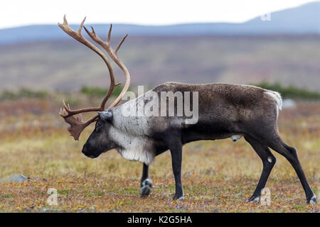 Rentiere (Rangifer tarandus), Männlich in der Furche Stockfoto