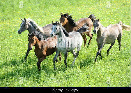 Vollblutaraber Pferd. Herde der Jährlinge gallopieren auf einer grünen Weide im Frühling. Deutschland Stockfoto