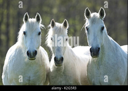 Connemara Pony. Drei grauen Stuten stehen auf einer Weide, Portrait. Deutschland Stockfoto