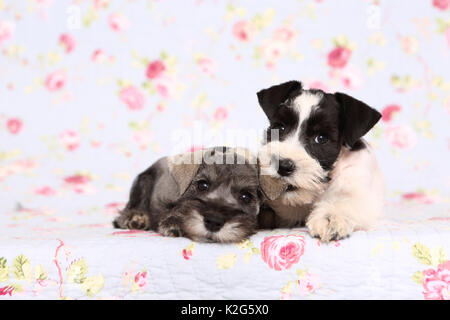 Parti-farbigen und Zwergschnauzer schwarz-silber Zwergschnauzer. Zwei Welpen, die nebeneinander liegen, gegen einen Hintergrund mit Blume drucken gesehen. Deutschland Stockfoto