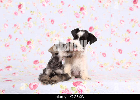 Parti-farbigen und Zwergschnauzer schwarz-silber Zwergschnauzer. Zwei Welpen nebeneinander sitzen, gegen einen Hintergrund mit Blume drucken gesehen. Deutschland Stockfoto