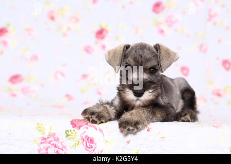 Zwergschnauzer. Welpe liegend, gesehen vor dem Hintergrund mit Blumenmuster. Deutschland Stockfoto