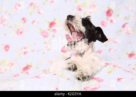 Parti - farbige Zwergschnauzer. Welpen liegen auf einer Decke mit mit blume Drucken beim Gähnen. Deutschland Stockfoto