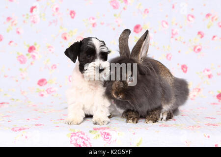 Parti - farbige Zwergschnauzer sitzt neben Lionhead Kaninchen, gegen einen Hintergrund mit Blume drucken gesehen. Deutschland Stockfoto