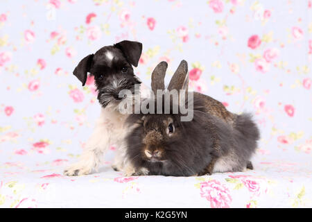 Parti - farbige Zwergschnauzer sitzt neben Lionhead Kaninchen, gegen einen Hintergrund mit Blume drucken gesehen. Deutschland Stockfoto