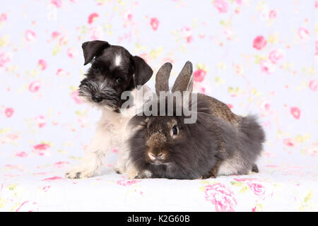 Parti - farbige Zwergschnauzer sitzt neben Lionhead Kaninchen, gegen einen Hintergrund mit Blume drucken gesehen. Deutschland Stockfoto