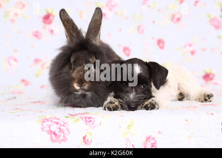 Parti - farbige Zwergschnauzer neben Lionhead Kaninchen, gegen einen Hintergrund mit Blume drucken gesehen liegen. Deutschland Stockfoto