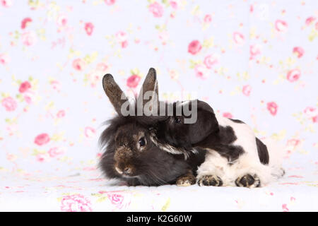 Parti - farbige Zwergschnauzer schnüffeln am Lionhead Kaninchen, gegen einen Hintergrund mit Blume drucken gesehen. Deutschland Stockfoto