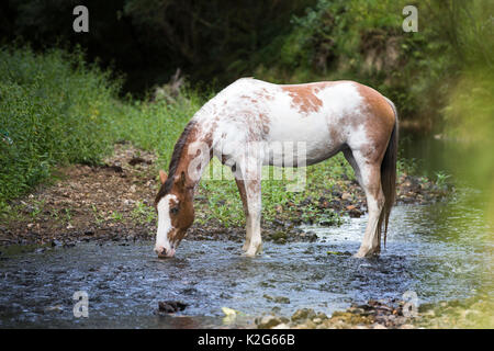 Maori Pony. Pinto Stute trinken aus einem Stream. Neuseeland Stockfoto