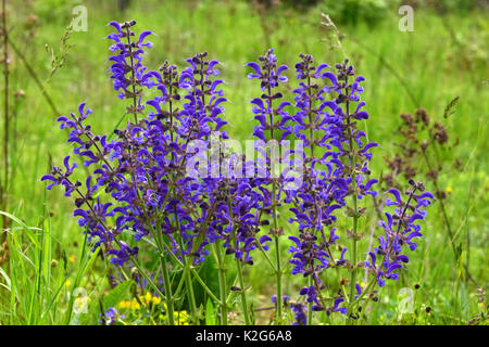 Wiese Muskatellersalbei (Salvia pratensis), Blüte Stockfoto