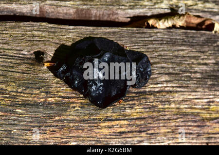 Hexen Butter (Exidia Glandulosa) wachsende Ein einen toten Baum Stockfoto