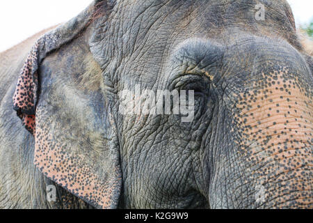 Rescue Asiatische Elefanten im Elephant Sanctuary Stockfoto