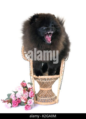 Pomeranian spitz wütend vor weißem Hintergrund Stockfoto